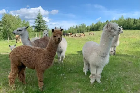 alpacas.webp